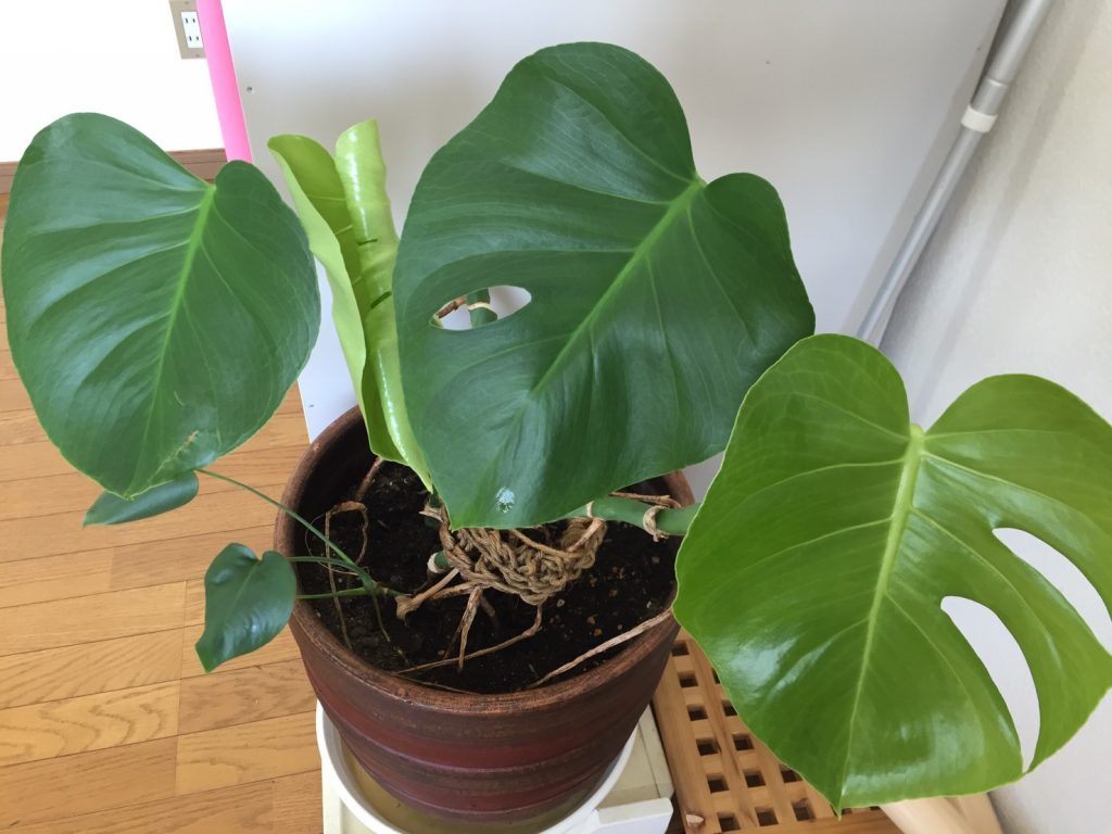 生活に緑を取り入れる