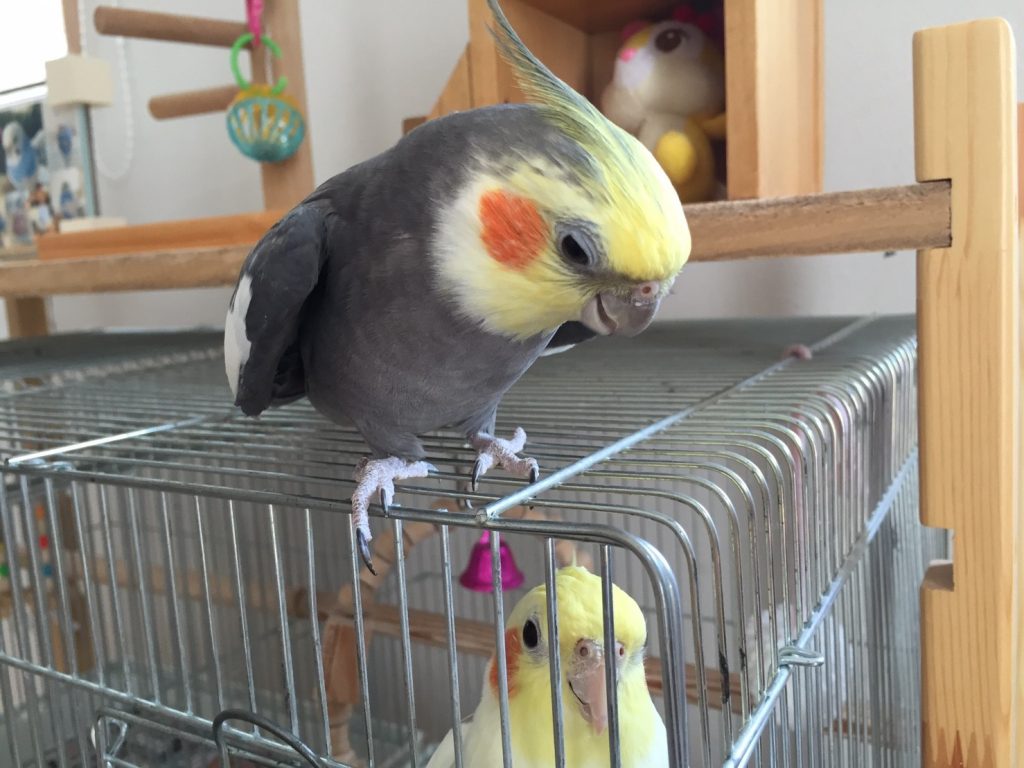 我が家のオカメインコ(次男)の日常