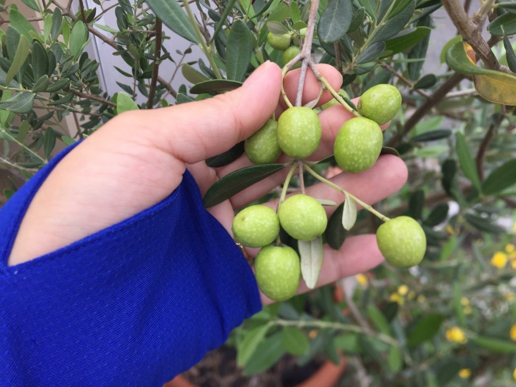 驚くばかりオリーブ 塩漬け 方法 すべての美しい花の画像