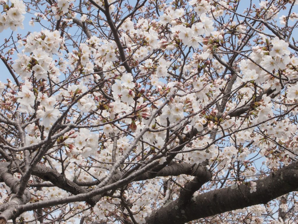 日本人はなぜ桜に魅了されるのか 桜が愛される7つの理由とは 桜にまつわるアレコレ Shins