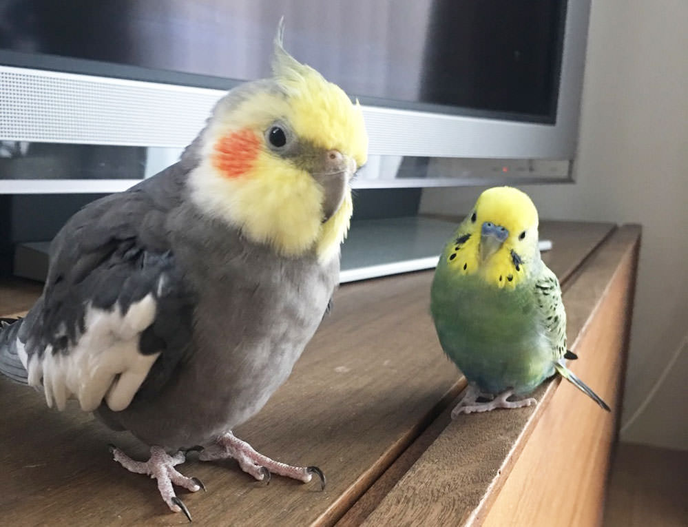 インコはおしゃべり上手 下手 インコのおしゃべりを聴いて 癒されましょう 動画付き 名前も初披露 Shins