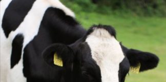 秋が待ち遠しいほっとする料理!②食べ合わせると体に良いメニューをご紹介!~レシピ付き~