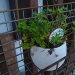 IMG_20190802_103613354