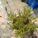 IMG_20190802_103638596