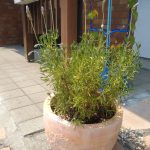 IMG_20190802_103643916