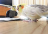 動画あり☆オカメインコ、セキセイインコのかわいいしぐさ♪に隠された3つの秘密※追記あり