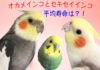 癒し動画あり☆オカメインコ、セキセイインコの寿命は?インコの長寿、ギネス世界記録は29才?32才?35才?38才?!