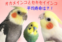 癒し動画あり☆オカメインコ、セキセイインコの寿命は?インコの長寿、ギネス世界記録は29才?32才?35才?38才?!