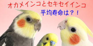 癒し動画あり☆オカメインコ、セキセイインコの寿命は?インコの長寿、ギネス世界記録は29才?32才?35才?38才?!