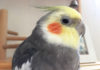 動画あり☆オカメインコ、セキセイインコの発情期・・・卵詰まり体験談と6つの過発情対策