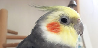 動画あり☆オカメインコ、セキセイインコの発情期・・・卵詰まり体験談と6つの過発情対策