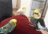 癒し動画あり☆オカメインコのカキカキタイム♪喜んだり、怒ったり・・・インコのきもちはコロコロ変わる
