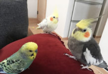 癒し動画あり☆オカメインコのカキカキタイム♪喜んだり、怒ったり・・・インコのきもちはコロコロ変わる
