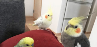 癒し動画あり☆オカメインコのカキカキタイム♪喜んだり、怒ったり・・・インコのきもちはコロコロ変わる