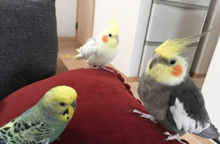 インコのいる暮らし Shins