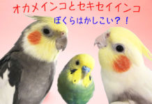 動画あり☆声を大にして言いたいっ、鳥は頭がいいんです!オカメインコ・セキセイインコの4つの賢い行動とその理由