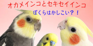 動画あり☆声を大にして言いたいっ、鳥は頭がいいんです!オカメインコ・セキセイインコの4つの賢い行動とその理由