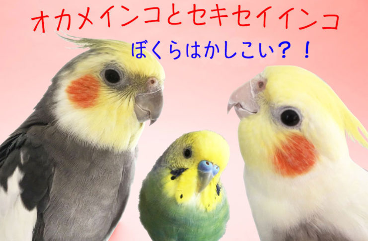動画あり 声を大にして言いたいっ 鳥は頭がいいんです オカメインコ セキセイインコの4つの賢い行動とその理由 Shins
