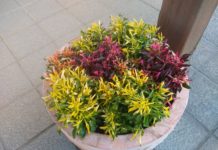 デスガーデン通信~2020年秋~