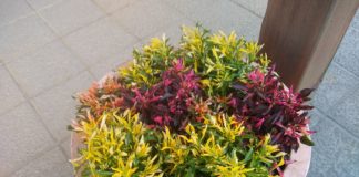 デスガーデン通信~2020年秋~